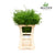 Fern 'Asparagus' (Sprengeri Fern) (Various Lengths)