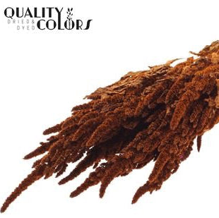 Amaranthus 'Flower' (Painted) (DRY) 60cm (Various Colours)