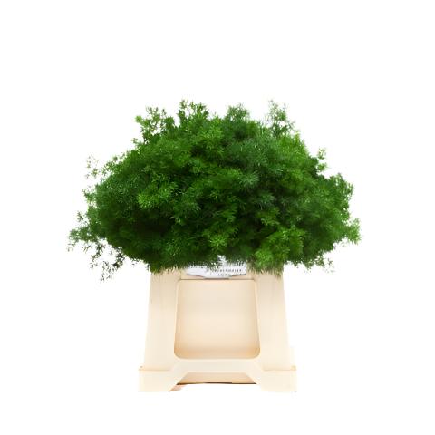 Fern 'Asparagus' (Ming Fern) (Various Lengths)