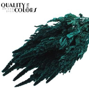 Amaranthus &#39;Flower&#39; (Painted) (DRY) 60cm (Various Colours)