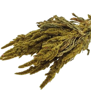Amaranthus &#39;Flower&#39; (Painted) (DRY) 60cm (Various Colours)