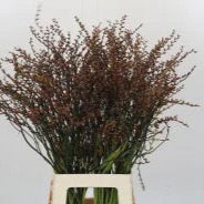 Crocosmia with Berries 80cm (x10)