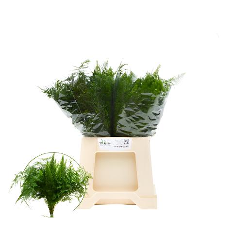 Fern &#39;Asparagus&#39; (Mix-3 Variety&#39;s) (Various Lengths)