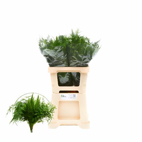 Fern 'Asparagus' (Mix-3 Variety's) (Various Lengths)