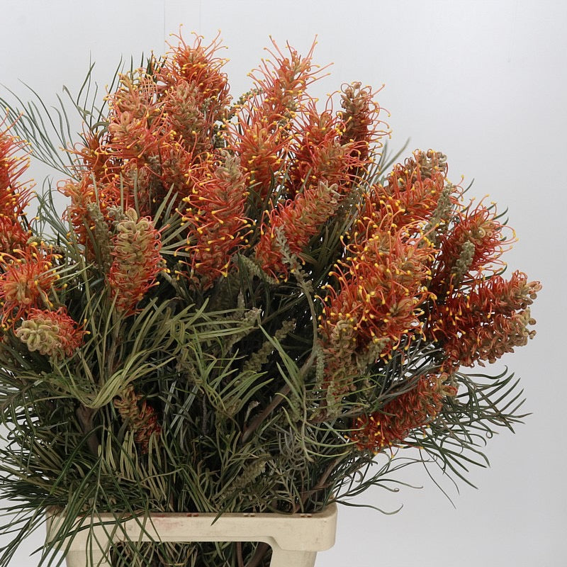 Grevillea 'Honey Gem' (Various Lengths)