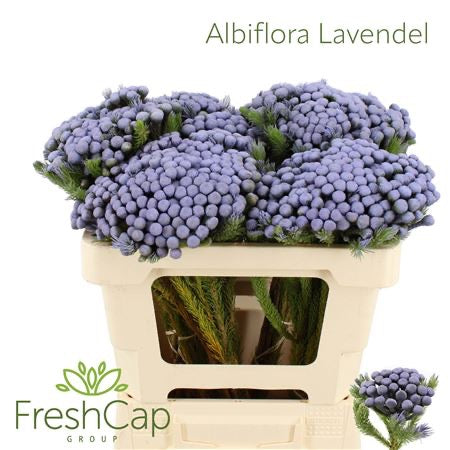 Berzelia &#39;Albiflora&#39; (Brunia) &#39;Painted&#39; (Various lengths)