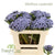 Berzelia 'Albiflora' (Brunia) 'Painted' (Various lengths)