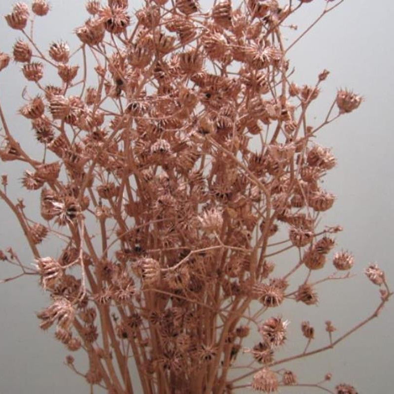 Abutilo &#39;Mallow&#39; (Painted) (Various Colours)