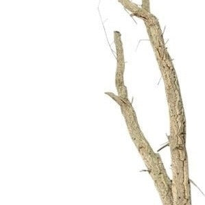 Cork Bark &#39;Tree&#39; DRY (Various heights)