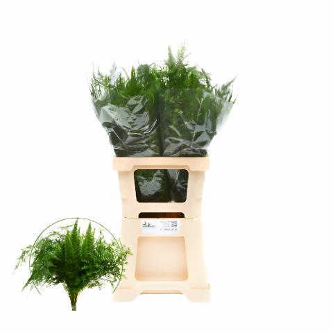 Fern &#39;Asparagus&#39; (Mix-3 Variety&#39;s) (Various Lengths)