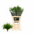 Fern 'Asparagus' (Mix-3 Variety's) (Various Lengths)