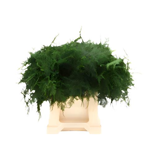 Fern 'Asparagus' (Various Lengths)