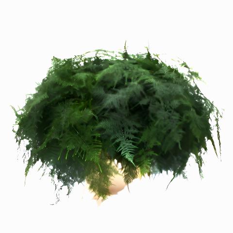 Fern 'Asparagus' (Various Lengths)