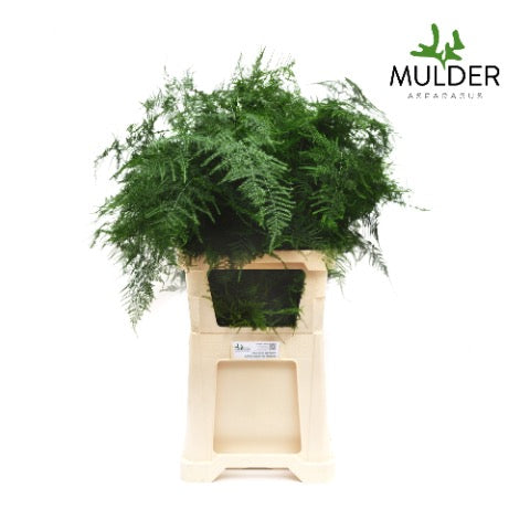 Fern 'Asparagus' (Various Lengths)