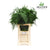 Fern 'Asparagus' (Various Lengths)