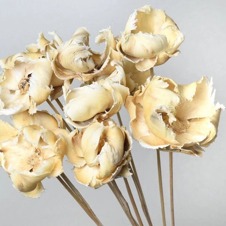 Palm Cup (Bleached) (DRY) (x10) 70cm