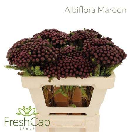 Berzelia &#39;Albiflora&#39; (Brunia) &#39;Painted&#39; (Various lengths)