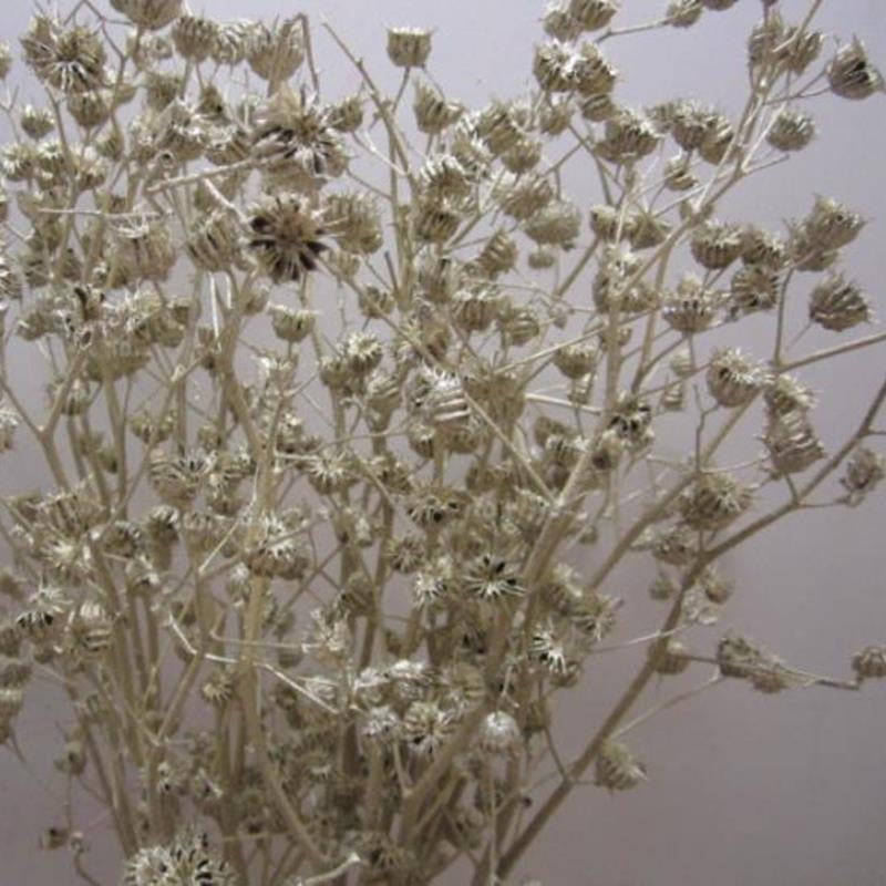 Abutilo &#39;Mallow&#39; (Painted) (Various Colours)