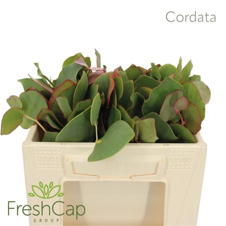 Cordata Leaves 20cm (x10)