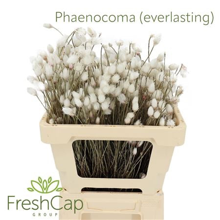 Phaenocoma 'Natural White' (Everlasting) 50cm (x10)