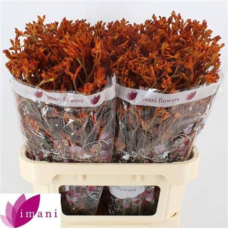 Kangaroo Paw &#39;Orange&#39; (Various Lengths)