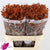 Kangaroo Paw 'Orange' (Various Lengths)