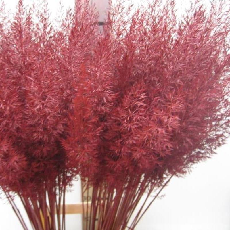 Feather Grass (Painted) &#39;Calamagrostis Brachytricha&#39; (Various Colours)