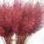 Feather Grass (Painted) 'Calamagrostis Brachytricha' (Various Colours)
