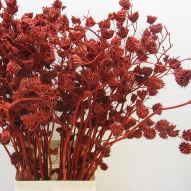 Abutilo &#39;Mallow&#39; (Painted) (Various Colours)