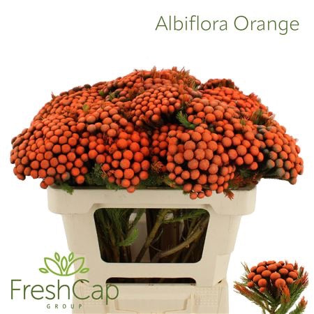 Berzelia &#39;Albiflora&#39; (Brunia) &#39;Painted&#39; (Various lengths)