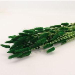 Grass 'Lagurus' (Painted/Bleached) (DRY) (Various Colours)