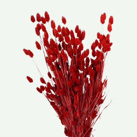 Grass 'Phalaris' (Painted) (DRY) (Various Colours)