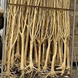 Twigs &#39;Manzanita&#39; Branch (Natural) Wild (DRY) (270cm)