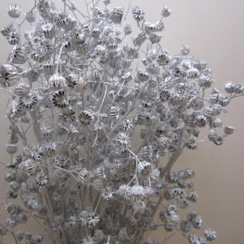 Abutilo 'Mallow' (Painted) (Various Colours)