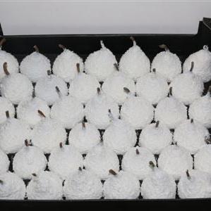 Waxed 'Pears' (Various Colours) 'With and Without Glitter' (x39)