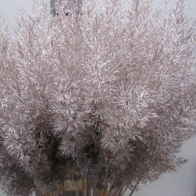 Feather Grass (Painted) &#39;Calamagrostis Brachytricha&#39; (Various Colours)