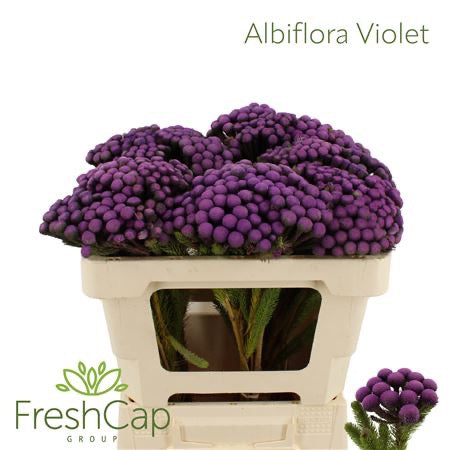 Berzelia &#39;Albiflora&#39; (Brunia) &#39;Painted&#39; (Various lengths)