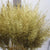 Feather Grass (Painted) 'Calamagrostis Brachytricha' (Various Colours)