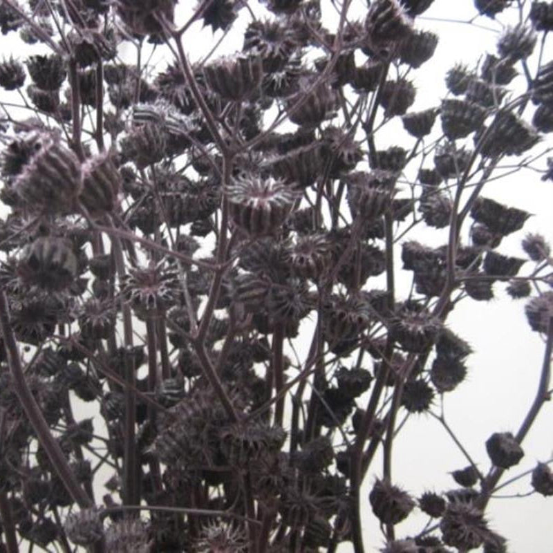 Abutilo &#39;Mallow&#39; (Painted) (Various Colours)