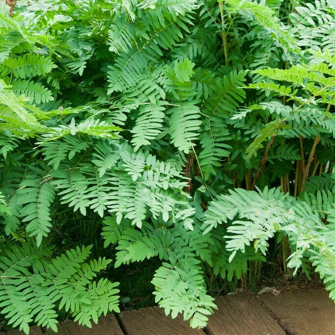 Fern 'Osmunda Regalis' Royal 70cm (x10)