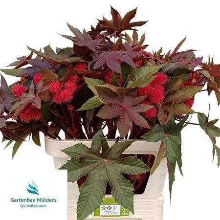 Ricinus 'Com Impala' (Various lengths)