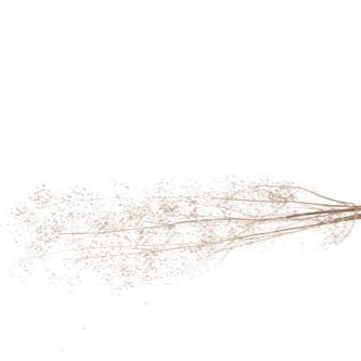 Gypsophila (Painted Silver) 'Wild' (DRY) 'Sleeved' (L120cm)