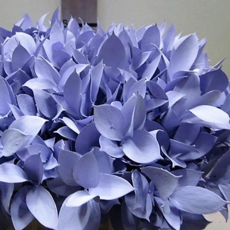 Ruscus 'Large Leaf' PAINTED (Various Colours)