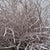 Bog Myrtle 'Painted or Glittered' (Various Colours) (Bundle)