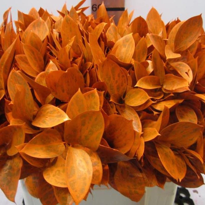 Ruscus 'Large Leaf' PAINTED (Various Colours)