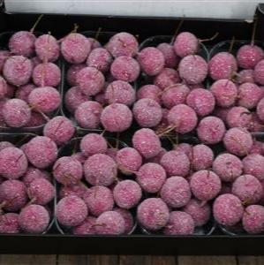 Waxed 'Crab Apples' (Various Colours) 'With and without Glitter' (Small Punnet)