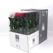 Rose (Single Stems) 'Preserved' (DRY) 50cm (x1)