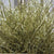 Bog Myrtle 'Painted or Glittered' (Various Colours) (Bundle)