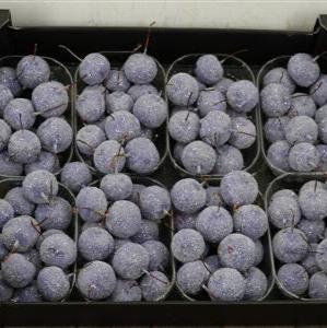 Waxed 'Crab Apples' (Various Colours) 'With and without Glitter' (Small Punnet)