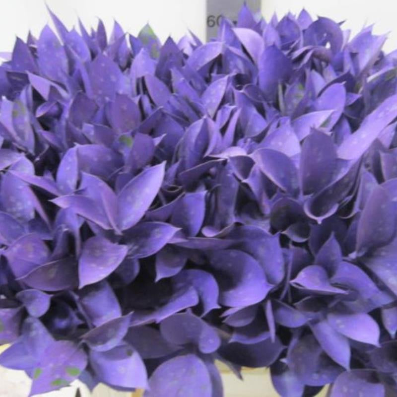 Ruscus 'Large Leaf' PAINTED (Various Colours)